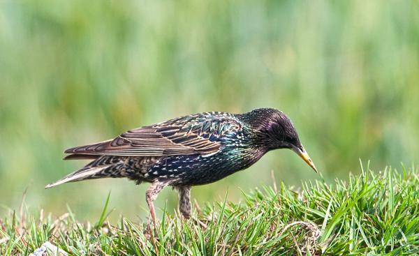 starling on the ground